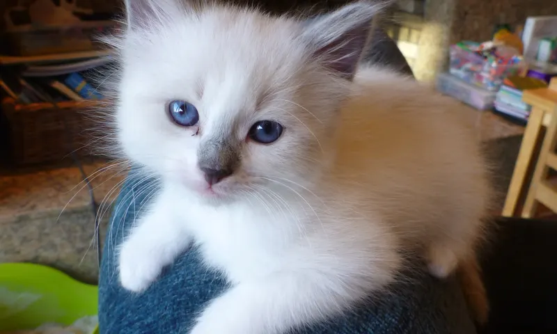 Kitten