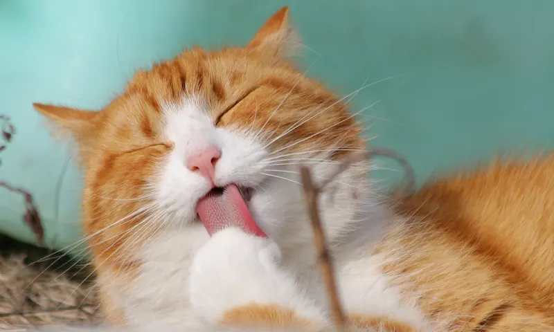 Volwassen kat