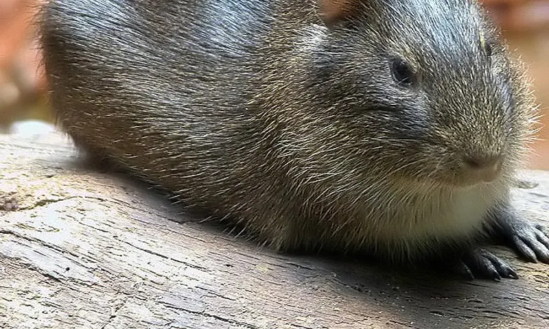 Cavia